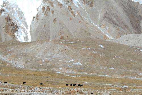 Yaks are back: Conservationists find nearly 1,000 wild yaks in remote Tibetan Plateau