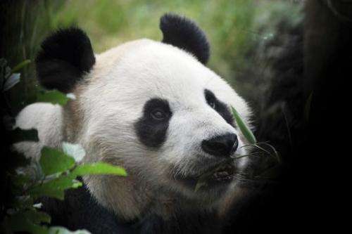 Yang Guang, a giant male panda chews on bamboo on his ninth birthday at Edinburgh Zoo on August 14, 2012