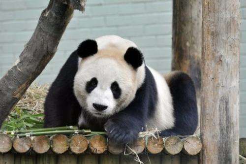 Yang Guang (Sunshine), a giant male panda, is shown at Edinburgh Zoo, on August 14, 2012