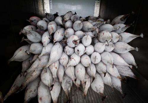 Yellow fin tuna stacked up in a shipping container after being off-loaded from a fishing ship in Avarua on Rarotonga in the Cook