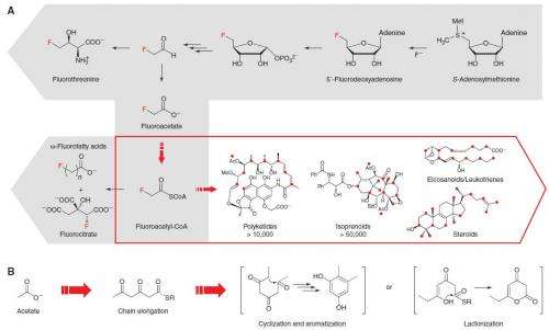 New method of incorporating fluoride into drugs