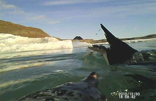 Researchers get better view of penguins with affixed cameras and accelerometers (w/ video)