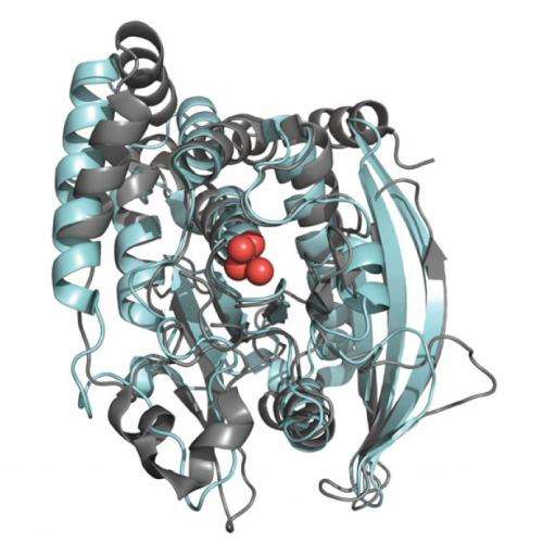 YopH and PTP1B Enzymes