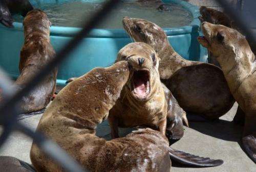 Young sea lions recover at the Marine Mammal Care Center in San Pedro, California on April 9, 2013