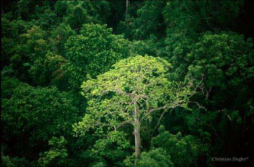 Young tropical forests contribute little to biodiversity conservation