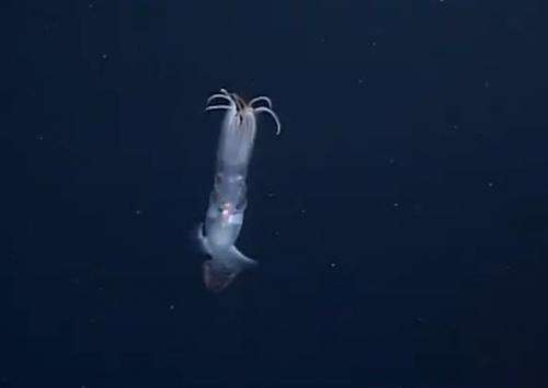 ROV video offers clues on how rare squid catches prey