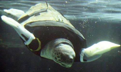 Yu, a female loggerhead turtle, swims using artificial front legs at the Suma Aqualife Park in Kobe on February 12, 2013
