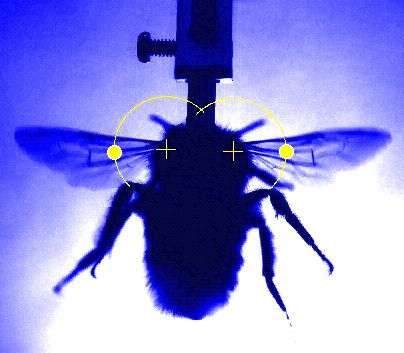 Research duo use X-rays and high speed camera to learn secrets of rapid wing beats of insects