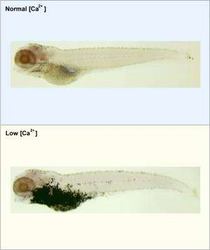 Zebrafish help decode link between calcium deficiency and colon cancer