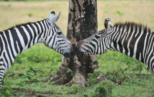 Zebras nuzzle on September 18, 2011 at Calauit Game Preserve and Wildlife Sanctuary in Calauit Island, Busuanga province, wester