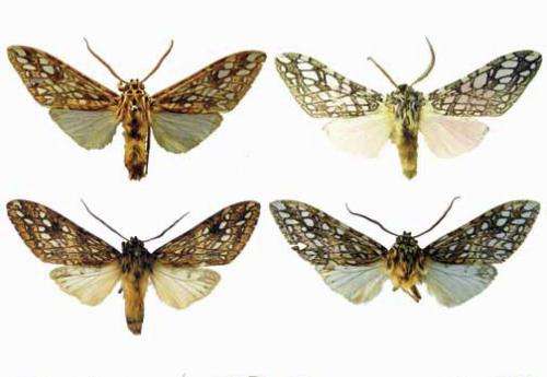 ZooKeys opens the gates to America's moth diversity