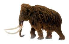 40,000-year-old blood brings mammoth cloning closer