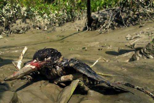 A bird covered in oil lies on the banks of Bangladesh's Shela River after an oil-tanker carrying 350,000 litres of furnace oil c