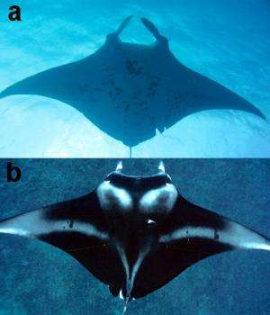 A case study of manta rays and lagoons