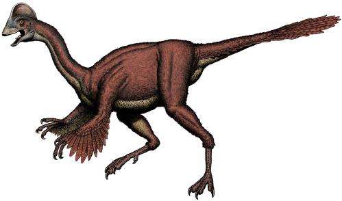 A 'chicken from hell' dinosaur