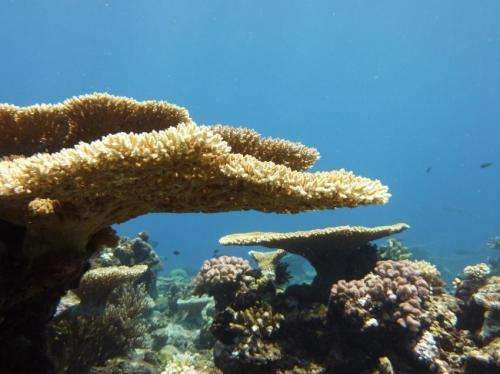 A glimmer of hope for corals as baby reef builders cope with acidifying oceans