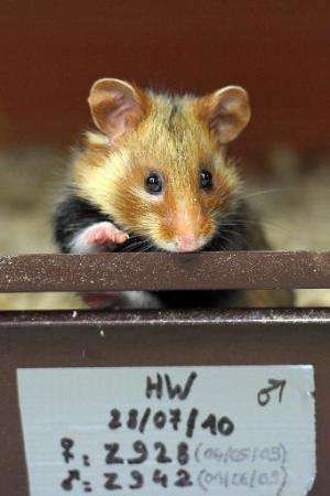 A Great Hamster of Alsace at a breeding centre in Hunawihr, eastern France, on June 7, 2011