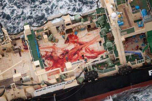 A handout photo from Sea Shepherd Australia Ltd showing crew members walking amongst blood, allegedly from four minke whales, af