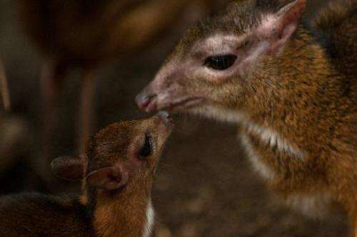 Hamster-sized deer born in Spain