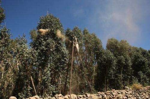 A local farmer sprays sand on qat trees in a field on the outskirts of the Yemeni capital Sanaa, on January 2, 2012, using a tra