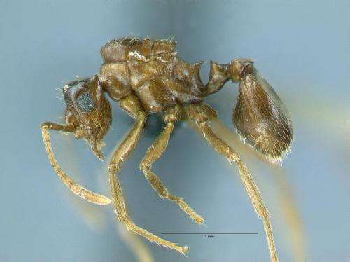 Alternate mechanism of species formation picks up support, thanks to a South American ant