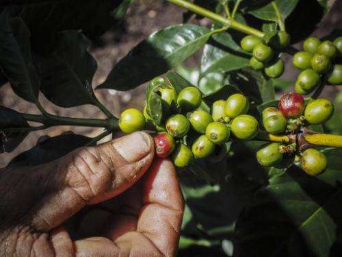 A man collects coffee beans at El Puma farm, some 30km from Jinotega, Nicaragua, on November 20, 2014