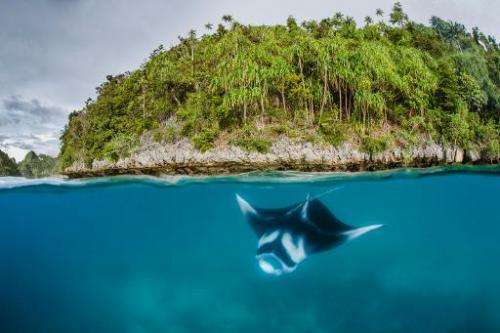 A manta ray swims in the waters of Raja Ampat in eastern Indonesia's remote Papua province in this Conservation International ph