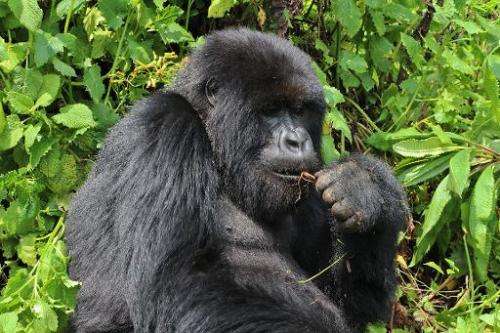 A mountain gorilla in a thicket at the Volcanoes National Park in northern Rwanda on September 3, 2014