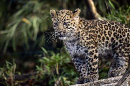 An Amur Leopard—one of the world's most endangered species—is pictured at the 'Parc de la Tete d'Or' in Lyon, France