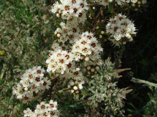 And then there were 10 -- unexpected diversity in New Zealand kanuka genus Kunzea