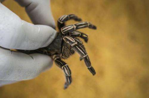 An employee handles a tarantulaat the Exotic Fauna Store in Managua, Nicaragua, on November 24, 2014