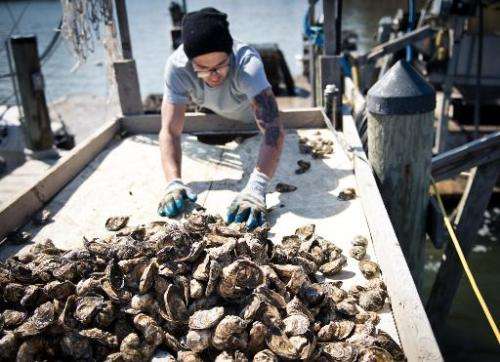 An employee of the Hollywood Oyster company sorts and counts fresh oysters at the company farm in the waters of Chesapeake Bay n