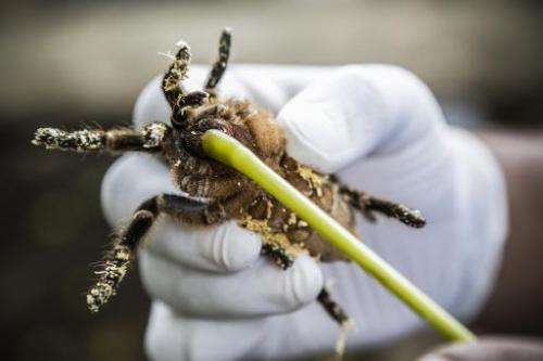 An employee shows the chelicerae and fangs - used to inject venom - of a tarantula, known as Costa Rican Tiger Rump (Cyclosternu