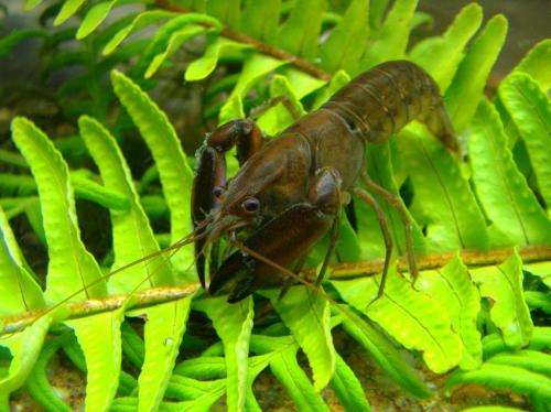 A new tiny species of crayfish from the swamps of coastal eastern Australia