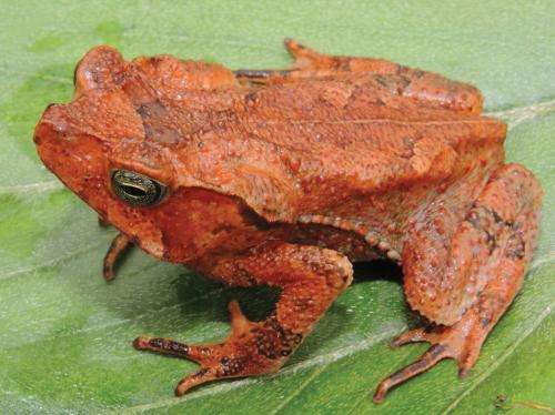 A new toad from the 'warm valleys' of Peruvian Andes
