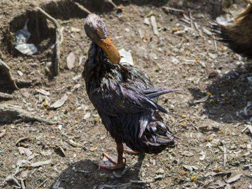 An oil-soaked duck attempts to preen itself in Mongla on December 13, 2014, after an oil-tanker carrying 350,000 litres of furna