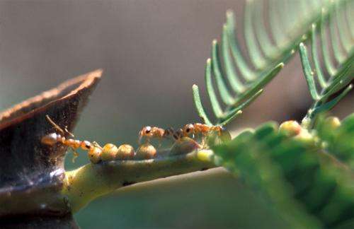 Ants protect acacia plants against pathogens