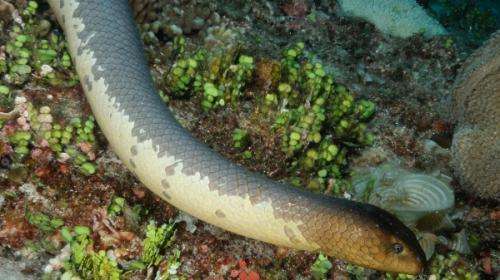 Aquatic snakes populate Kimberley shoals