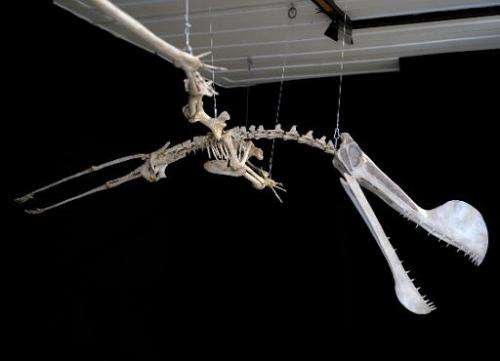 A replica of the fossil of a Pterosaur of the &quot;Tropeognathus Mesembrinus&quot; species is displayed at the National Museum 