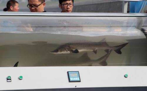 Artificially bred Chinese sturgeons pictured in a tank before they are release into the Yangtze river in China's Hubei province 
