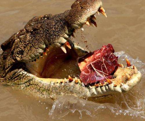 A saltwater crocodile being enticed with meat out of the Adelaide river near Darwin in Australia's Northern Territory