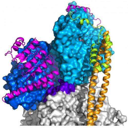Atomic structure of key muscle component revealed in Penn study