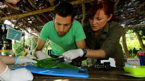 ‘Avian AIDS’ virus poses threat to endangered New Caledonian parrots