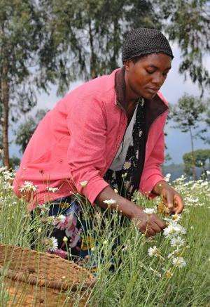 A woman harvests pyrethre flowers, which will later be dried to produce pyrethrum, a natural insecticide, in Musanze, northern R
