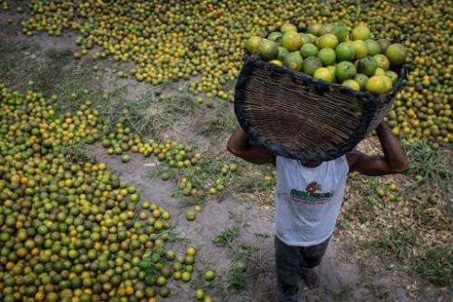 A worker carries a basket of oranges in Rio Real, Brazil, on February 18, 2014