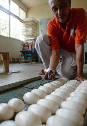 A worker holds a newly-hatched freshwater crocodile next to eggs in incubators ready for hatching at a crocodile farm in Puerto 