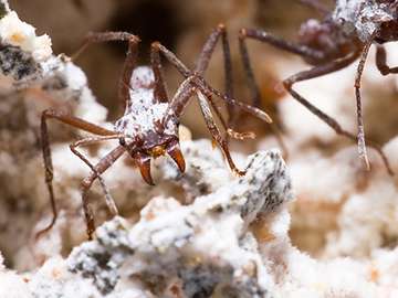 Bacteria that assist fungus-farming ants may be a source of new drugs