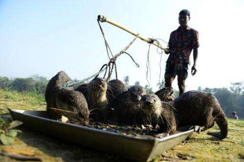 Bangladeshi fisherman feed their otters as they catch fish in Narail some 208kms from Dhaka on March 11, 2014