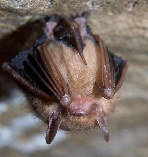 Bat in your house? Don’t touch it or kill it
