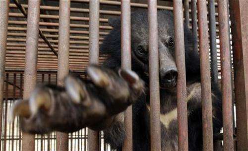 Bear bile-extracting farms near collapse in SKorea